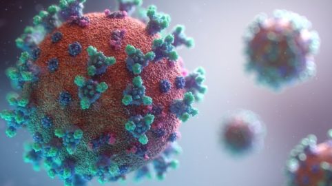 DZHK-Studie: Coronavirus kann Herzzellen angreifen